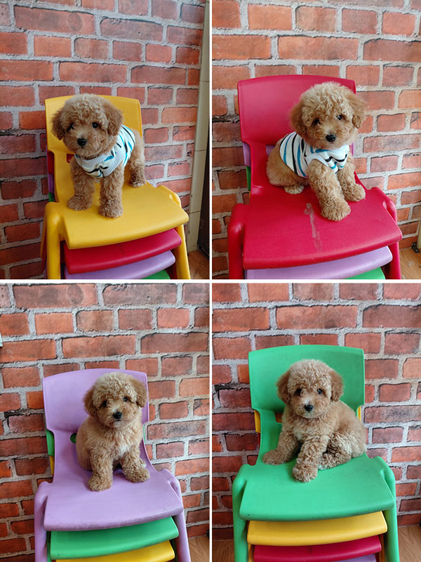 Jual Poodle