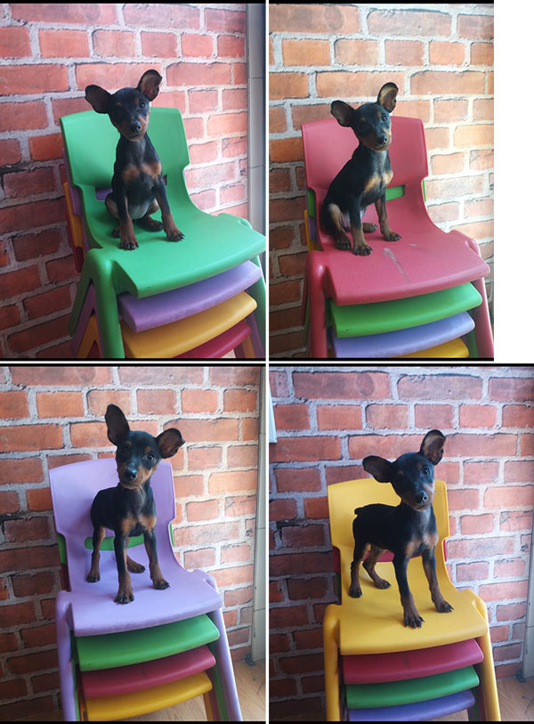 Jual Miniature Pinscher