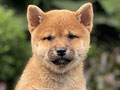 For Sale Puppy Female Shiba Inu