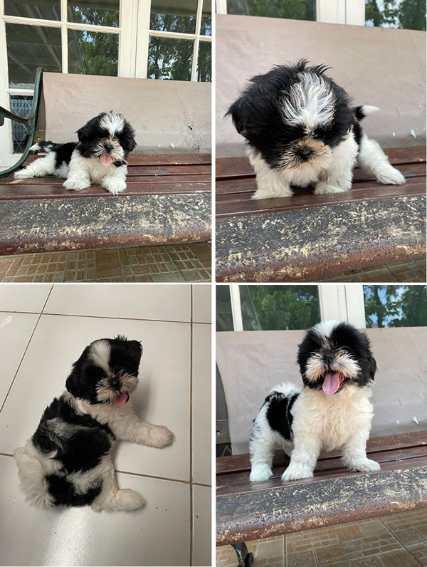 Jual 2 Ekor Shih Tzu Betina