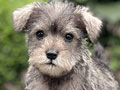 For Sale Puppy Male Female Miniature Schnauzer