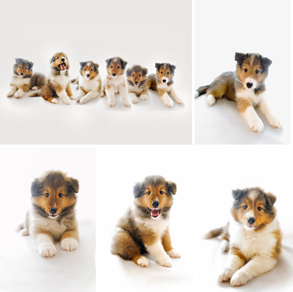 Jual 6 Ekor Shetland Sheepdog