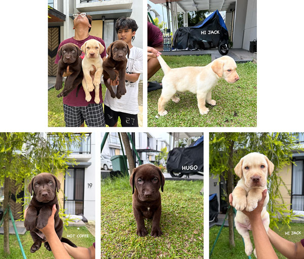 Dijual Puppies Labrador Retriever