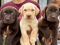 Dijual Puppies Labrador Retriever