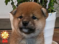 Shiba Inu Very High Quality