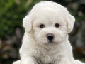 For Sale Puppy Male Female Bichon Frise