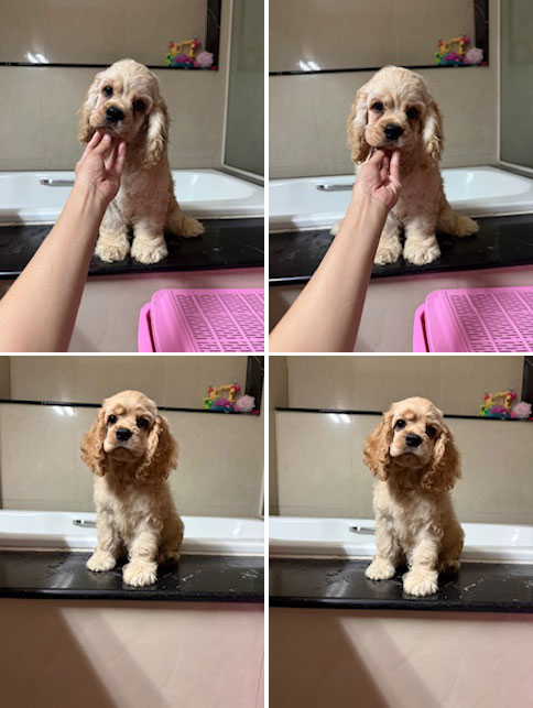 Dijual 2 Anakan American Cocker Spaniel Good Quality