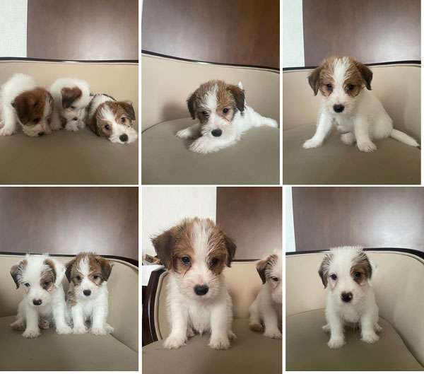 For Sale Jack Russell Terrier Puppies