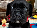 Jual Cane Corso Keturunan Import Champion