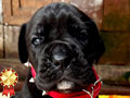 Majestic ITALIAN DANIFF Puppies - Cane Corso x Great Dane