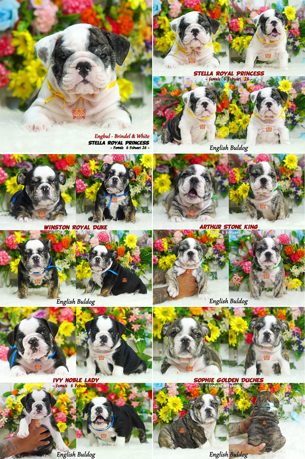 Jual 5 Baby English Buldog Big Bone & Super High Quality