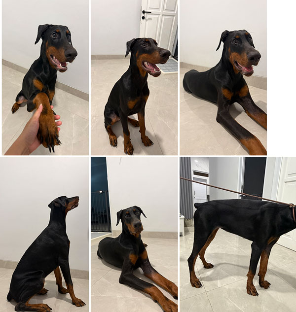 For Sale 1 Dobermann Pinscher Puppy