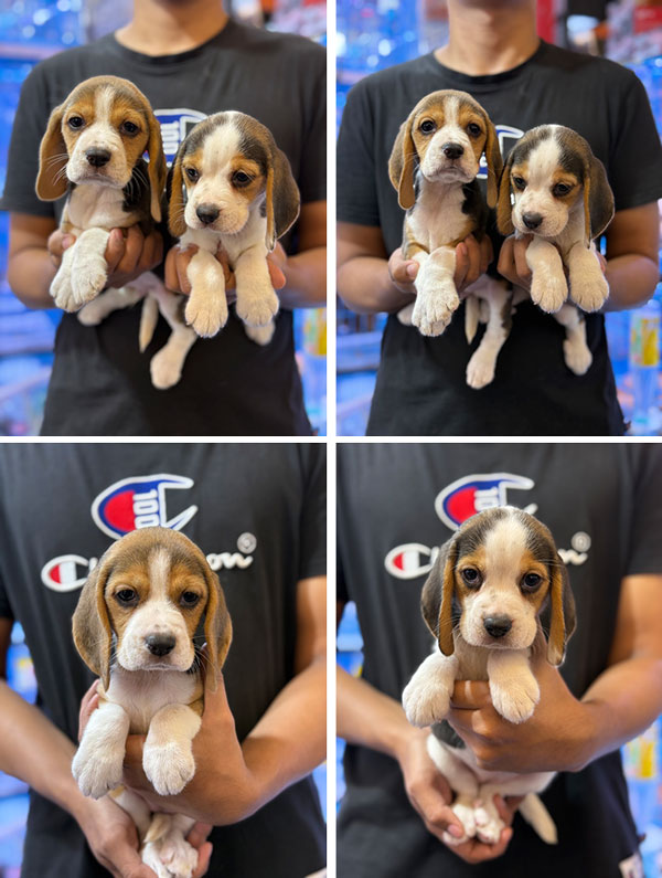 Jual Puppy Beagle Betina 