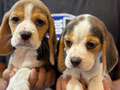 Jual Puppy Beagle Betina 