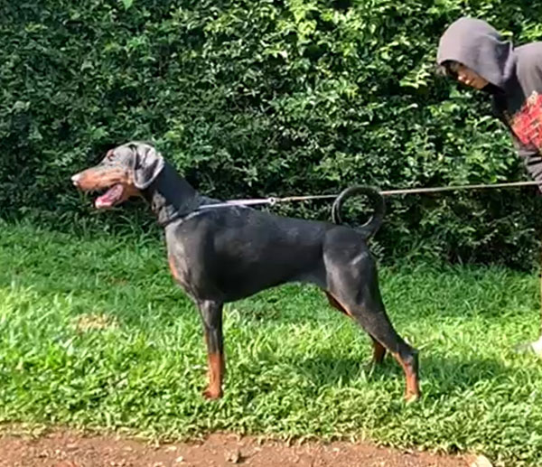 Dobermann Show Quality Female From Russia
