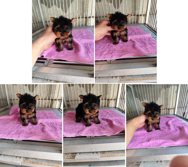 Dijual Anjing Yorkie Micro Tea Cup