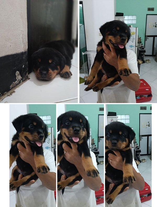 Jual Rottweiler Puppy Betina