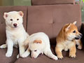 Jual Anakan Shiba Inu