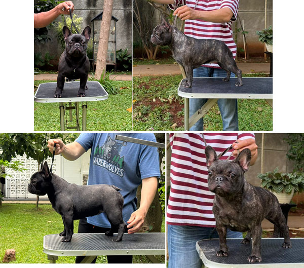 Jual 2 Ekor French Bulldog Betina Good Quality
