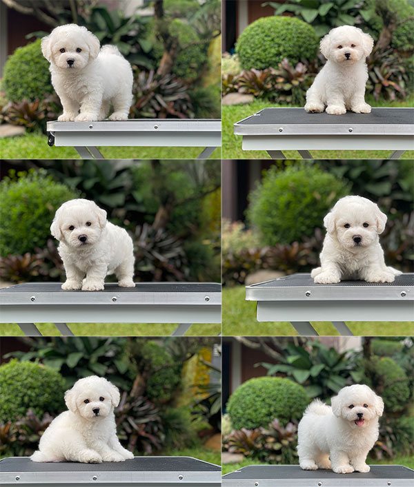 For Sale Puppy Male Bichon Frise