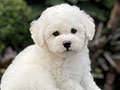 For Sale Puppy Male Bichon Frise