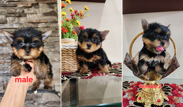 Dijual Anakan Yorkshire Terrier Jantan Betina
