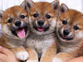 Dijual Shiba Inu