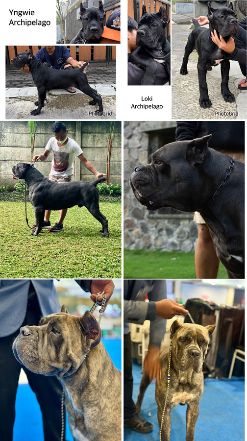 Jual Cane Corso Puppy