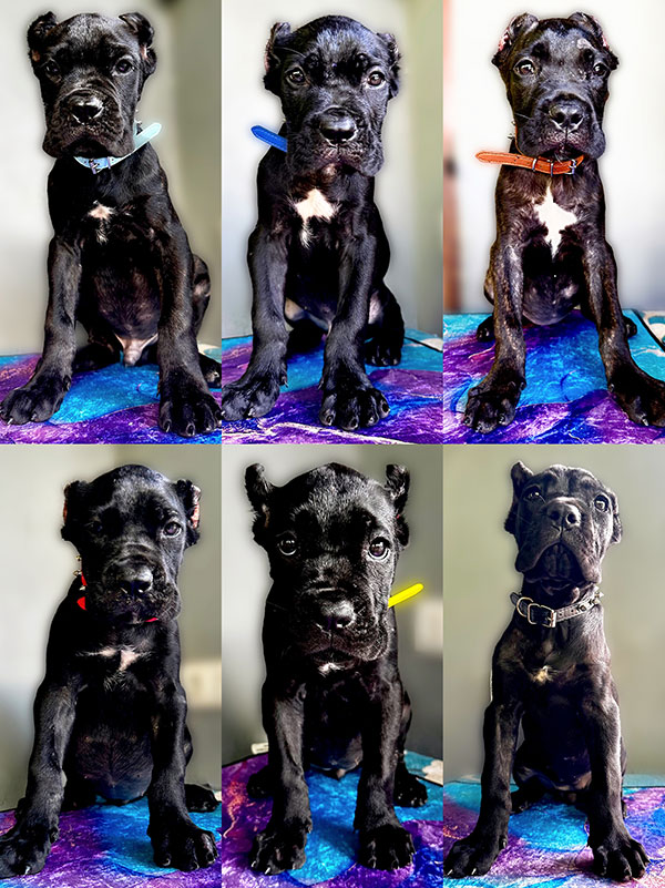 Jual Italian Cane Corso Keturunan Import Champion