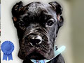 Jual Italian Cane Corso Keturunan Import Champion