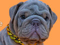 Premium Quality English Bulldog Puppies