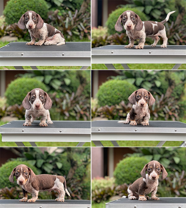 For Sale Puppy Male Miniature Dachshund