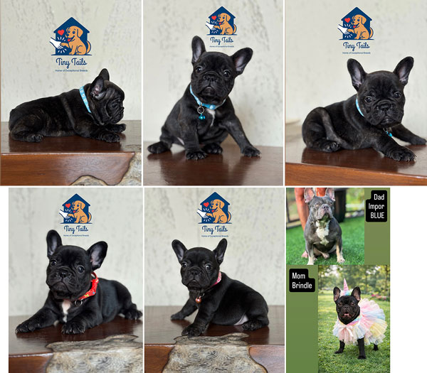 Jual Anakan Exotic Frenchie Premium