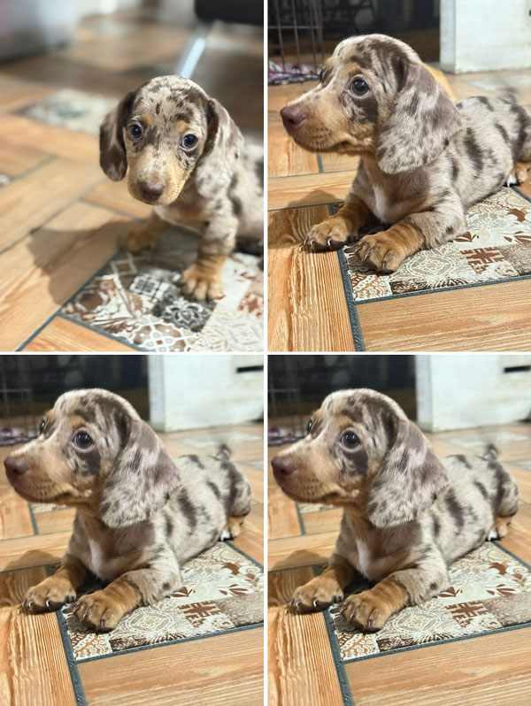 Jual Dachshund Jantan