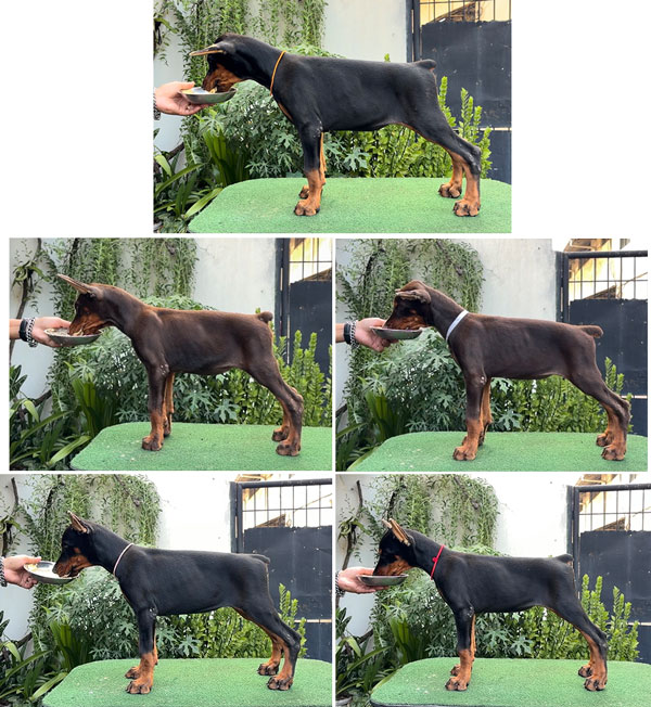 Dijual Anakan Betina Dobermann Show Quality