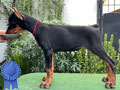 Dijual Anakan Betina Dobermann Show Quality
