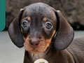 Jual 2 Ekor anakan Mini Dachshund Super Cute 