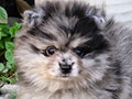 Jual Mini Pomeranian
