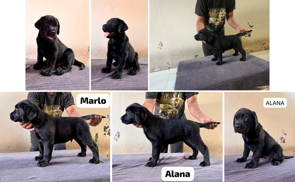 Dijual Puppy Labrador Istimewa