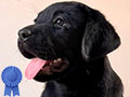 Dijual Puppy Labrador Istimewa