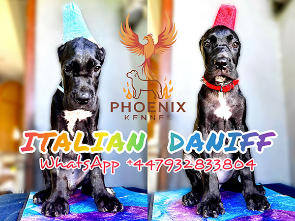 Jual Italian Daniff - Italian Cane Corso x Great Dane