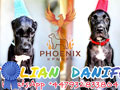 Jual Italian Daniff - Italian Cane Corso x Great Dane