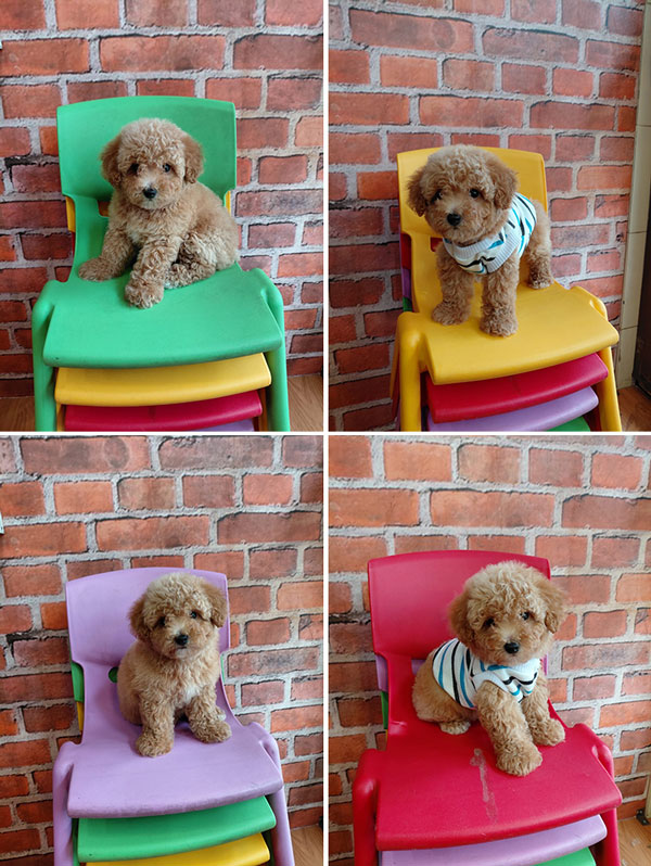 Jual Mini Poodle