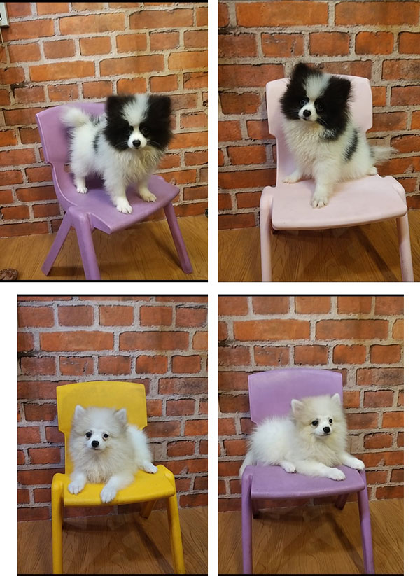 Jual Mini Pom