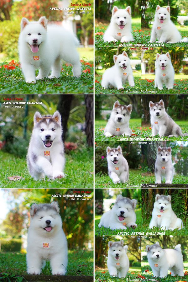 Baby Alaskan Malamute All White Colour Super High Quality