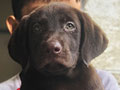 Jual Labrador Jantan Choco