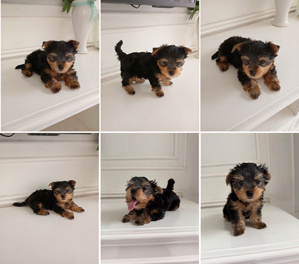 For Sale Puppy Male Yorkshire Tea Cup