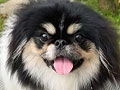 Dijual Calon Pejantan Pekingese