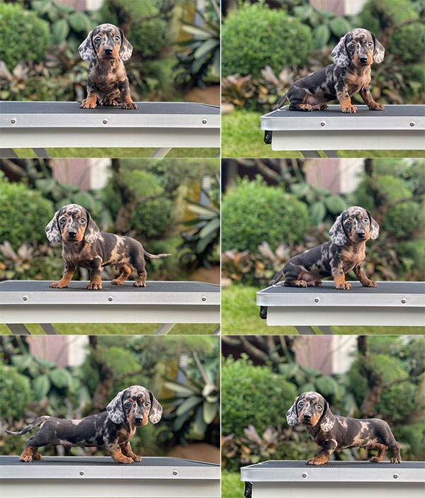 For Sale Puppy Male Miniature Dachshund