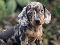 For Sale Puppy Male Miniature Dachshund